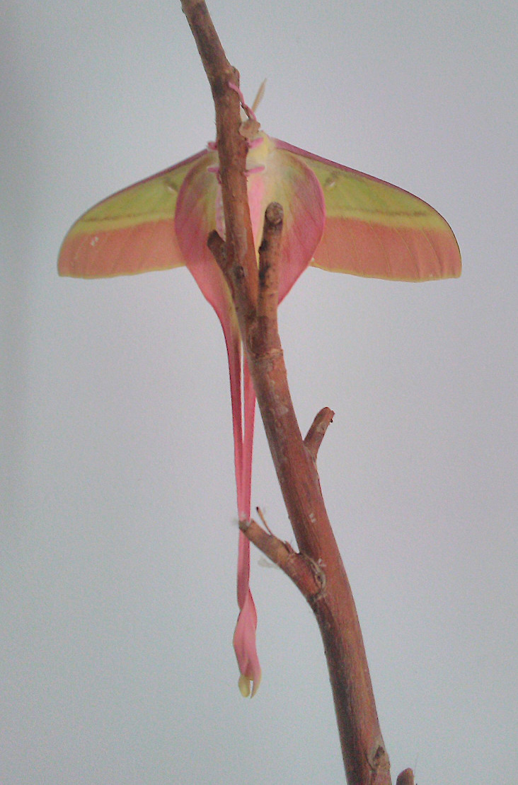 Image of a male Moon moth