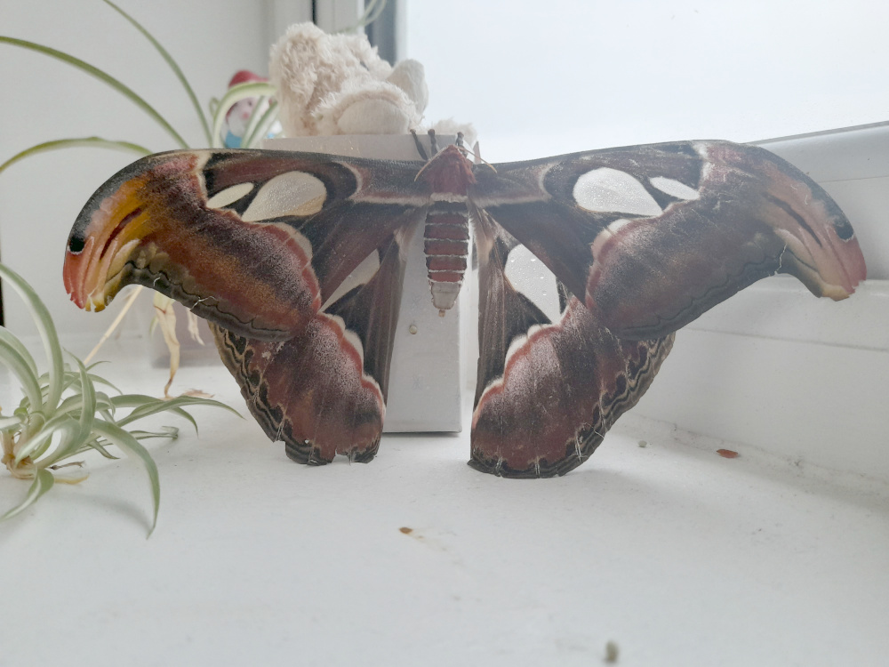 Image of a female Atlas moth with teddy bear