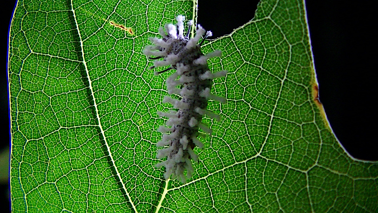 Image of babe Atlas caterpillar