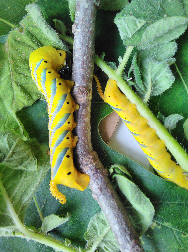Image of a Deathshead Hawkmoth caterpillars