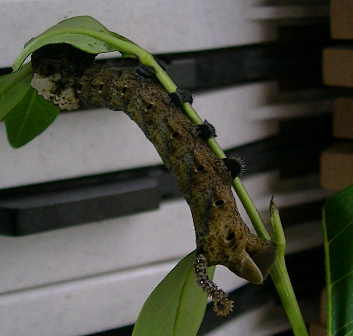 Image of a Deathshead Hawkmoth caterpillars