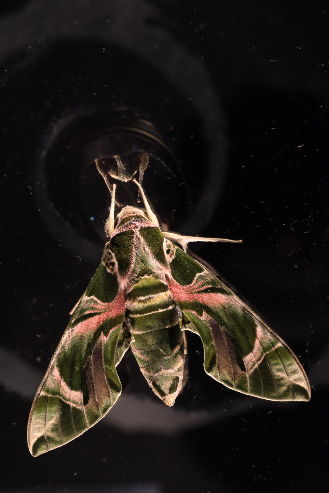 Image of a male Atlas moth